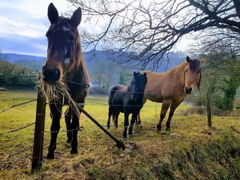 Horses standing in ranch