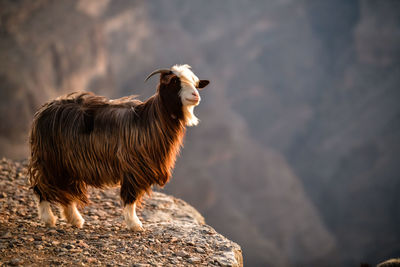 Horse standing on rock