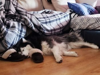 High angle view of cat sleeping on bed at home