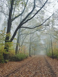 Footpath amidst trees during autumn