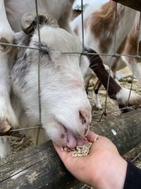 Farmyard goat eating from hand