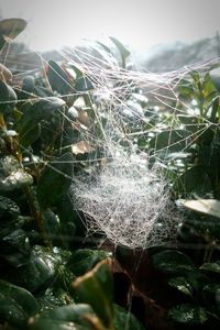 Close-up of spider web on plant