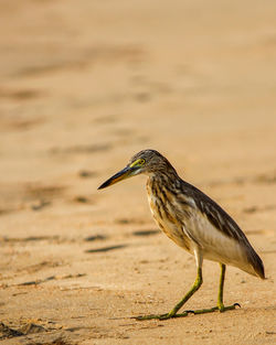 View of bird on beach