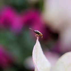 Close-up of insect on flower