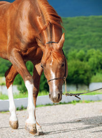 Horse walking on footpath