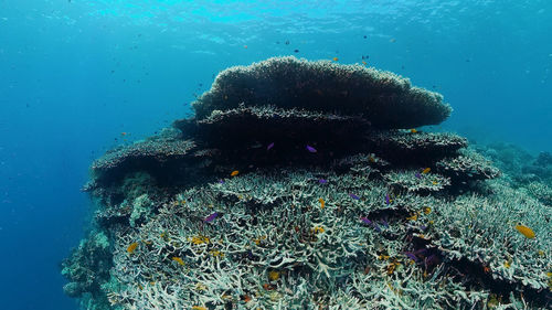 undersea