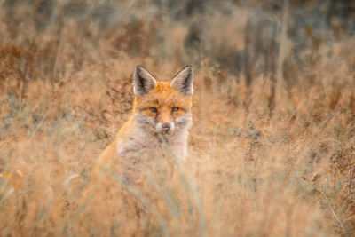 Portrait of fox on land