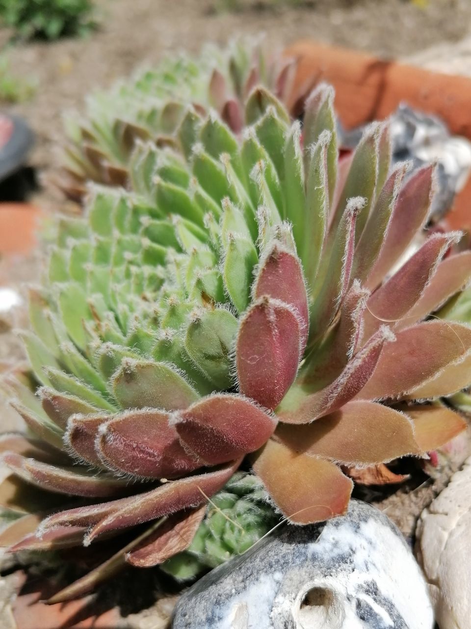 HIGH ANGLE VIEW OF SUCCULENT PLANT ON POTTED PLANTS