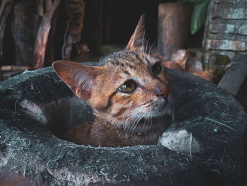 Close-up of a cat looking away