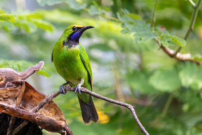 Close-up of bird perching on branch