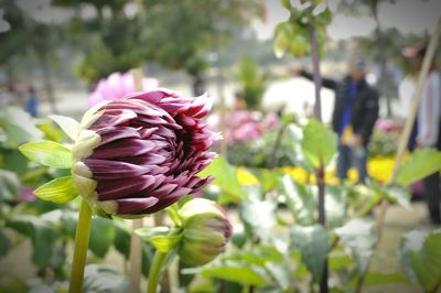 Close-up of pink flowering plant
