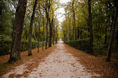 Road amidst trees in forest