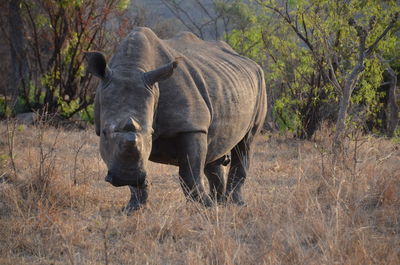 Rhinoceros on grass