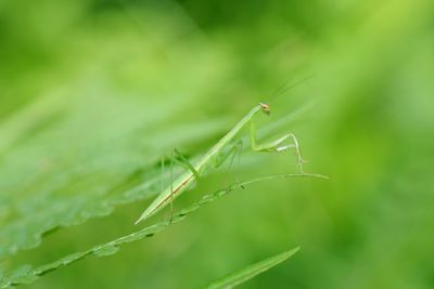 Close-up of grasshopper