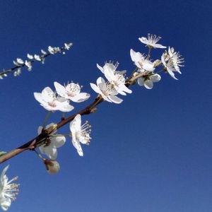 Low angle view of cherry blossoms in spring against sky