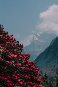 plant