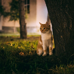 Cat in a field