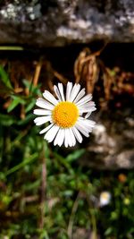 Close-up of yellow flower blooming outdoors