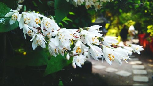 White apple blossoms in spring