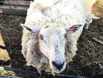 Close-up portrait of sheep