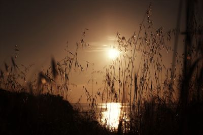 Silhouette plants by lake against sky during sunset