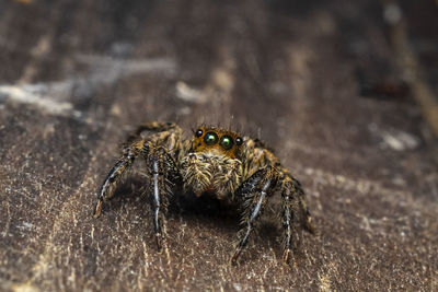 A beautiful macro-photo of a female jumping spider at the local nature reserve 