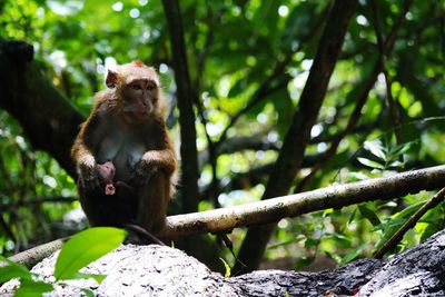 Monkey sitting in a forest