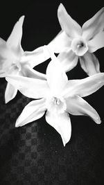Close-up of white flower