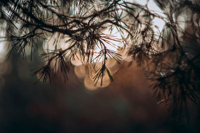 Close-up of wet branches against blue sky