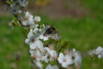 Close-up of bee pollinating flower