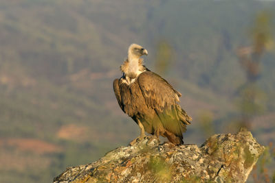 Bird perching on rock