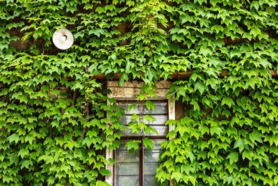 Close-up of ivy growing on tree