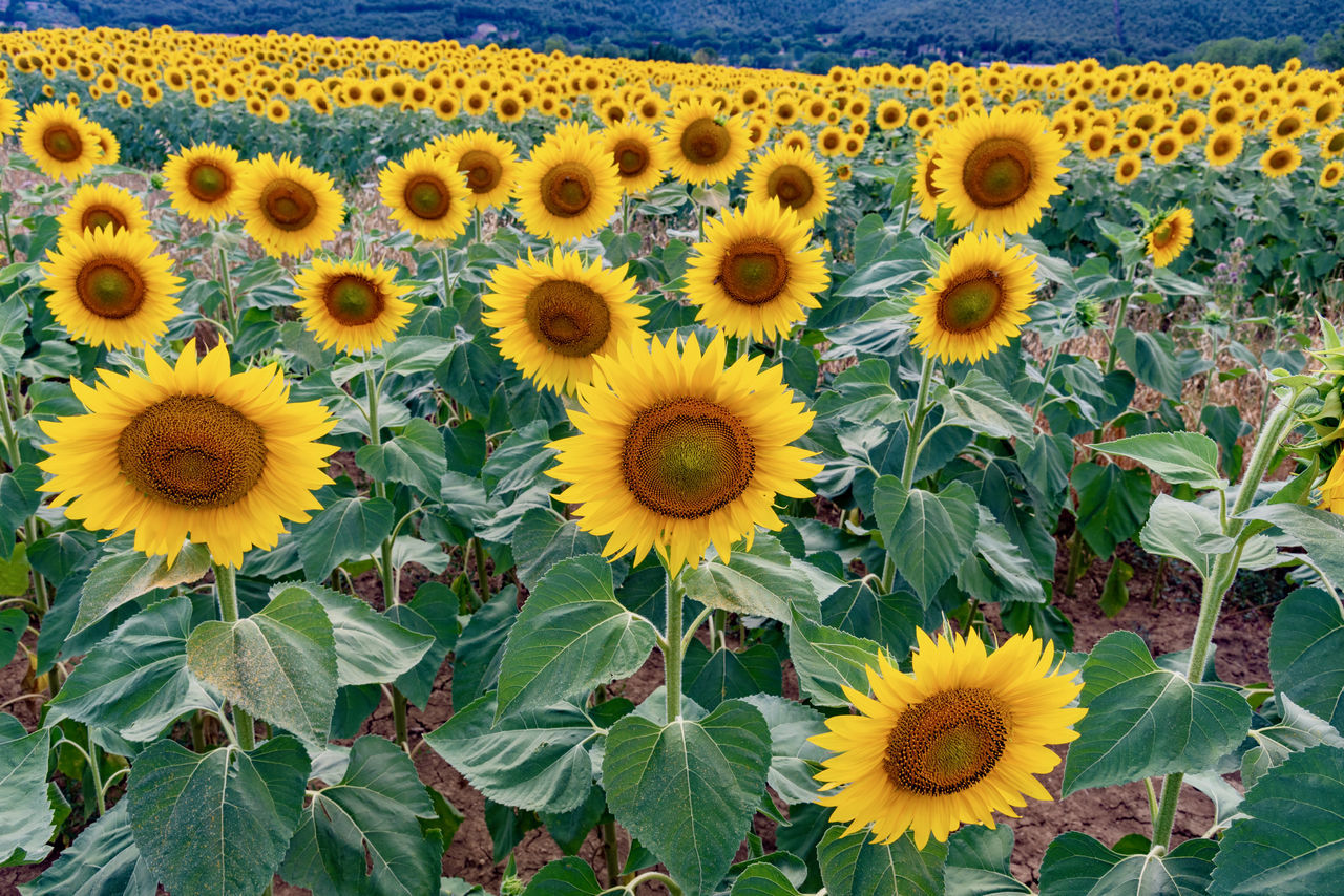 CLOSE-UP OF YELLOW SUNFLOWERS