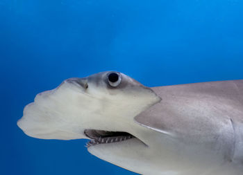 A great hammerhead - sphyrna mokarran - in bimini, bahamas