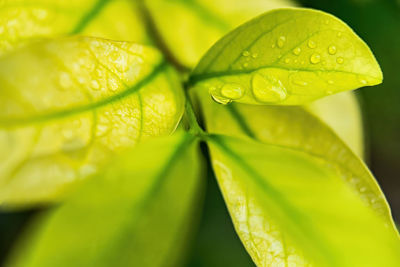 Close-up of wet leaves