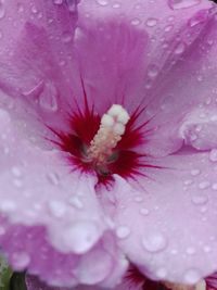 Macro shot of pink flower