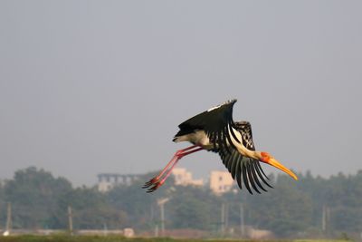 Bird flying in the sky