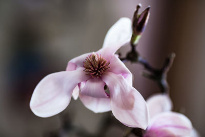 Close-up of pink flower blooming outdoors