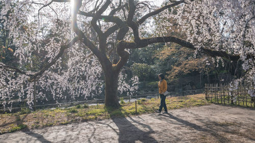 Rear view of woman walking on the cheery blossom trees