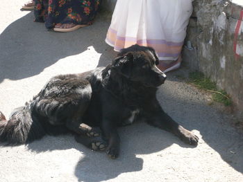 Low section of dog relaxing on floor in city