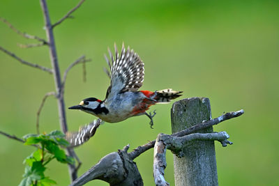 Bird perching on a branch