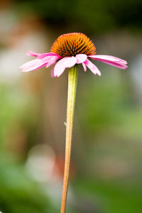 Close-up of coneflowers blooming outdoors