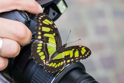 Midsection of person holding butterfly