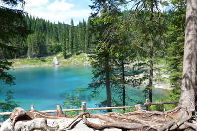 Scenic view of lake amidst trees in forest