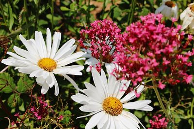 Close-up of fresh flowers blooming in park