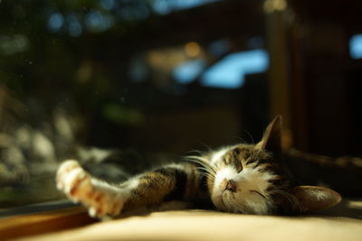 Portrait of brown tabby cat in woody room