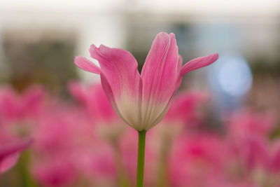 Close-up of pink flowering plant