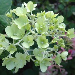 Close-up of flowers blooming outdoors