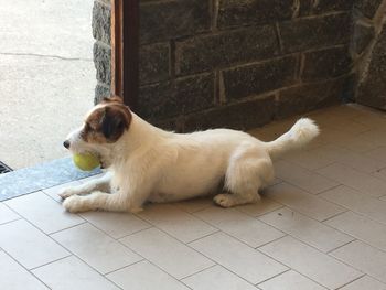 Dog resting on tiled floor