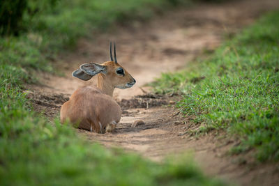 Steenbok lies on dirt track looking back